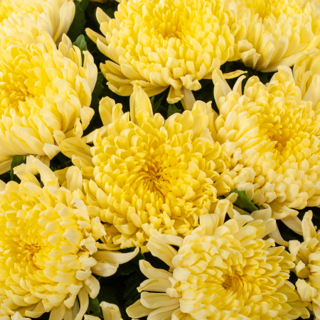 Букет из 51 желтой хризантемы Сингл