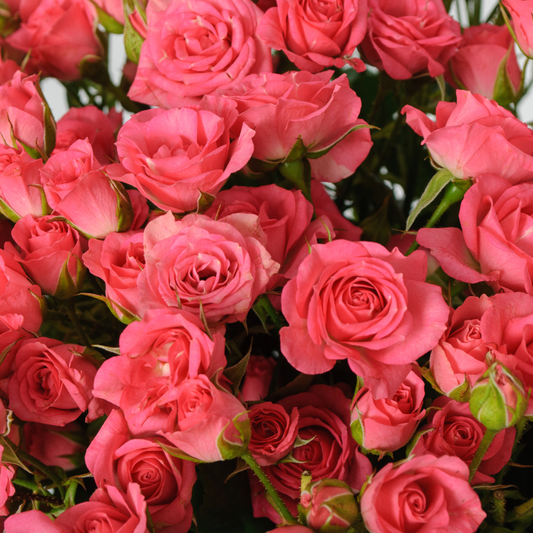 Букет 25 кустовых роз Лидия (50 см)