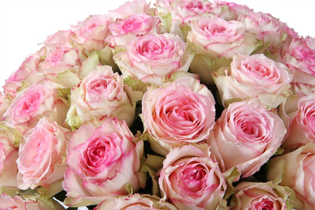 Букет 51 роза Эсперанс в шляпной коробке