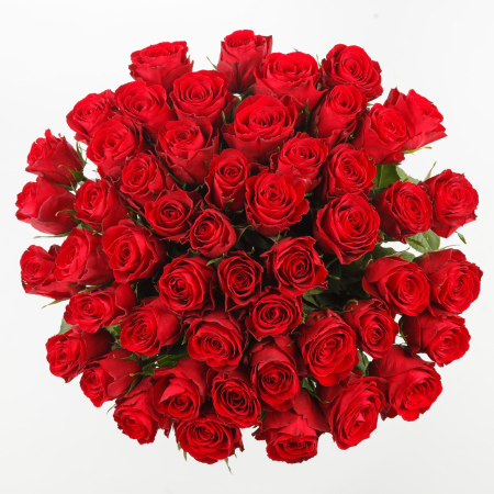 Букет из 51 розы Страстный поцелуй + Десерт в ПОДАРОК!