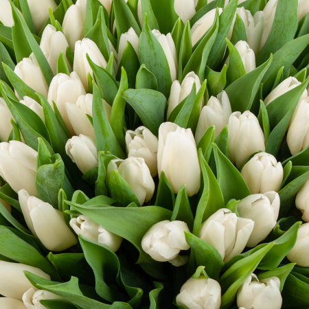 Букет 101 тюльпан Белое облако