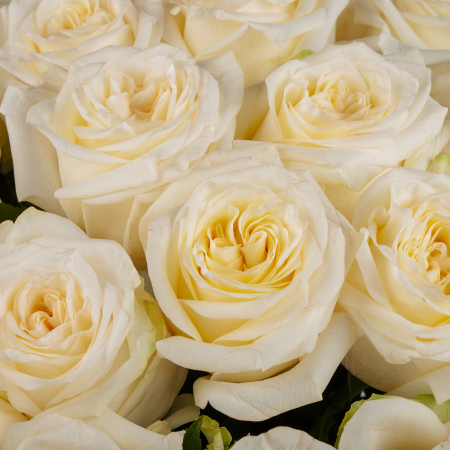 Букет 25 роз Кэндл Лайт (Эквадор), 60 см