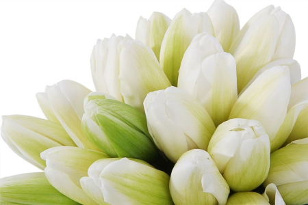 Букет 25 королевских тюльпанов в голубой коробке, белые