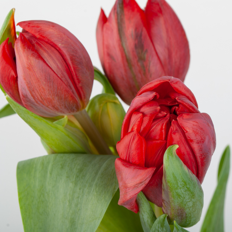 Тюльпан красный (3 шт.)