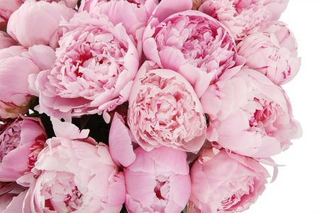 Букет из пионов 31 комплимент