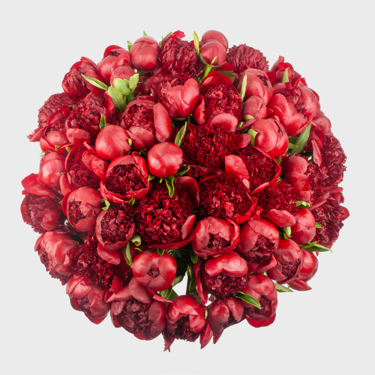 Букет 51 пион Красный жемчуг