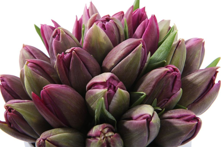 Букет 25 королевских тюльпанов в коробке, пурпурные