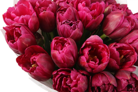 Букет 25 королевских тюльпанов, малиновые