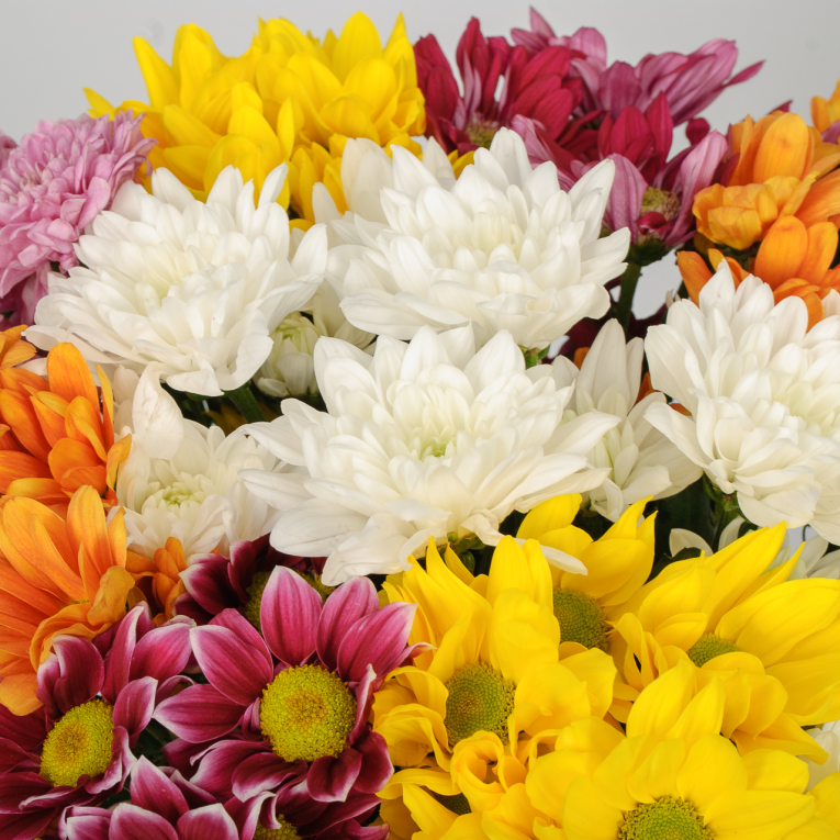 Букет 9 кустовых хризантем микс