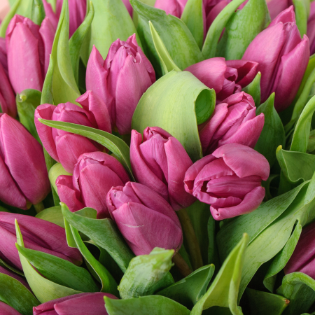 Букет 75 фиолетовых тюльпанов