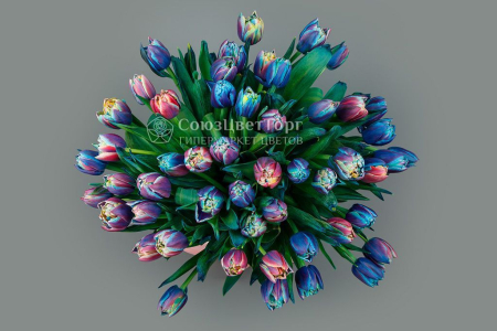 Букет из 51 тюльпана Галактика