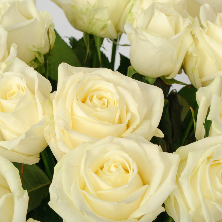 Букет 21 роза Аваланш 60/70 см