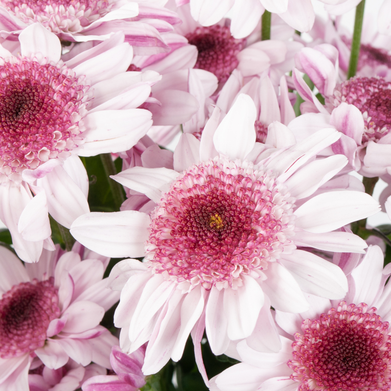 Хризантема кустовая бело-фиолетовая (3 шт.)