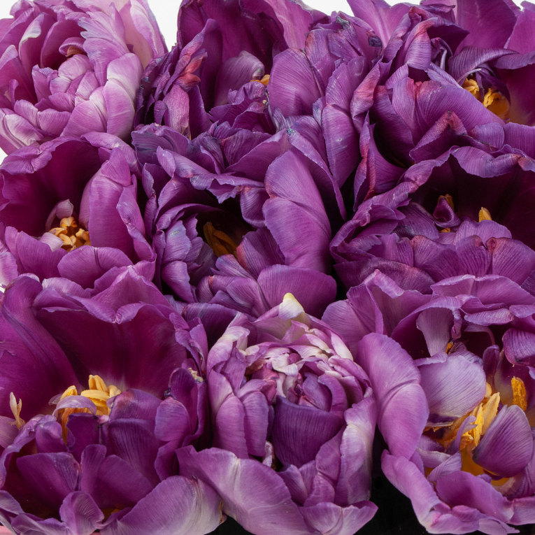 Тюльпаны в коробке Сиреневая романтика