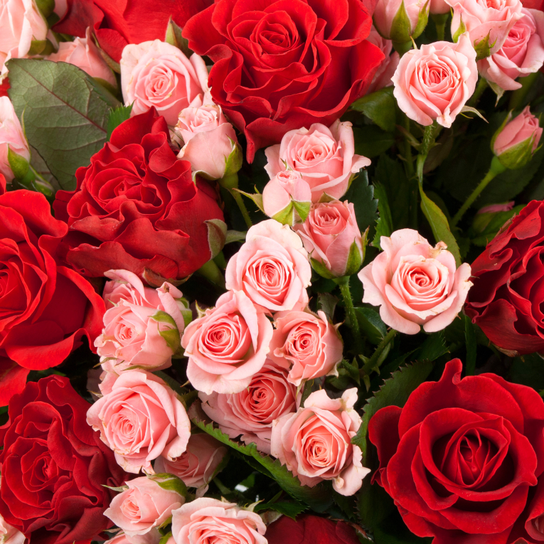 Букет из 51 розы Любовный напиток