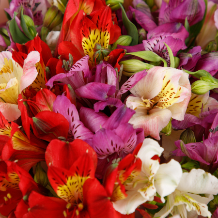 Букет Волшебный мир (15 альстромерий)