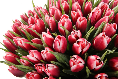 Букет 101 королевский тюльпан в голубой коробке, алые