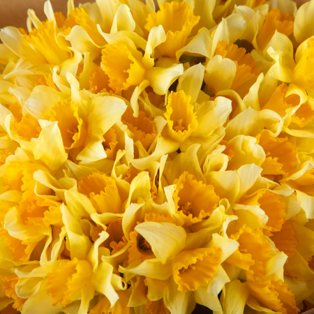 Букет нарциссов Весеннее золото (макси)