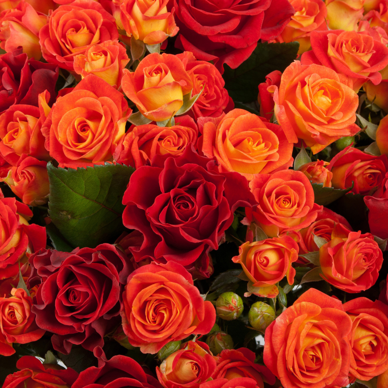 Букет в коробке Королева огней (51 роза)