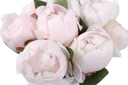 Букет 9 пионов в шляпной коробке