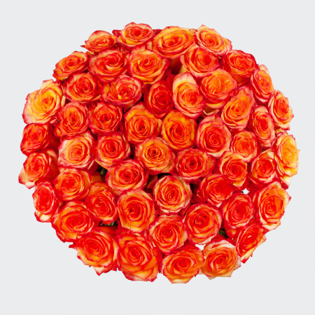 Букет 51 роза Хай Мэджик