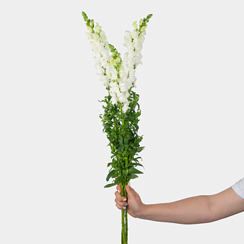 Антирринум белый (3 шт.)