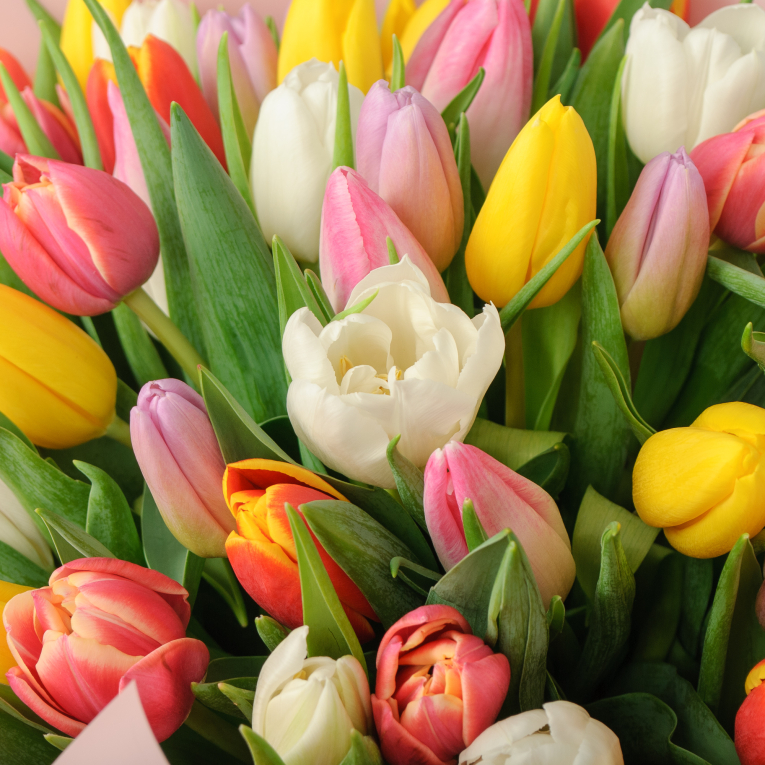 Букет 75 тюльпанов микс