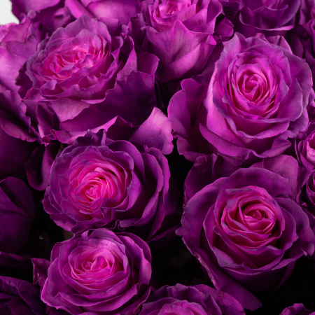 Букет 35 роз Лунный рассвет