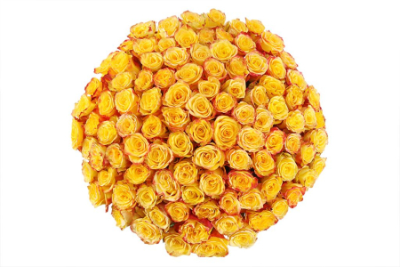 Букет 101 роза Хай Еллоу