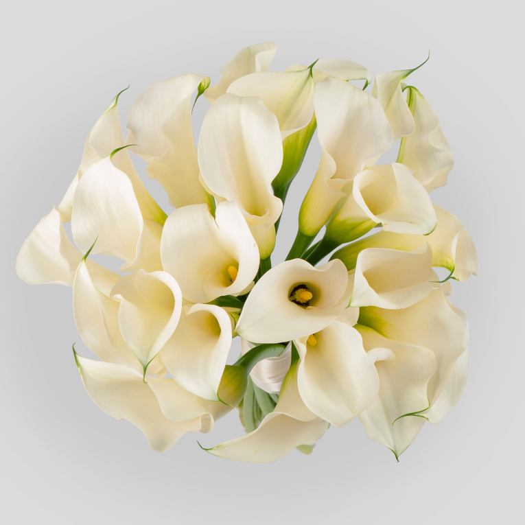 Букет из калл Белоснежка (макси)