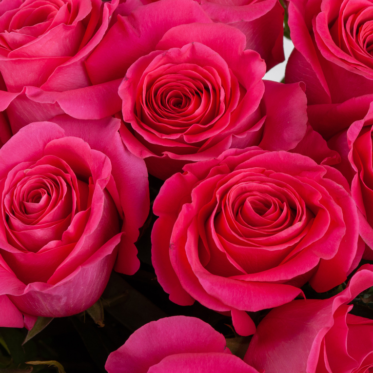 Букет 25 роз Пинк Флойд (Эквадор), 60 см