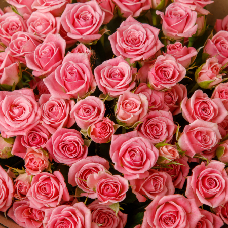 Букет 19 роз Поцелуи каждый день