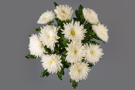 Букет из 11 белых хризантем Сингл