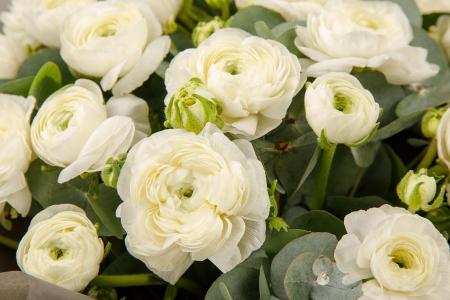 Букет из 23 ранункулюсов Ангельская трель