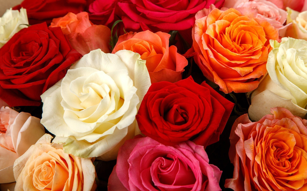 Букет из 25 роз Аморе мио