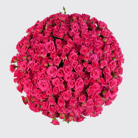 Букет из 101 розы Первая красавица