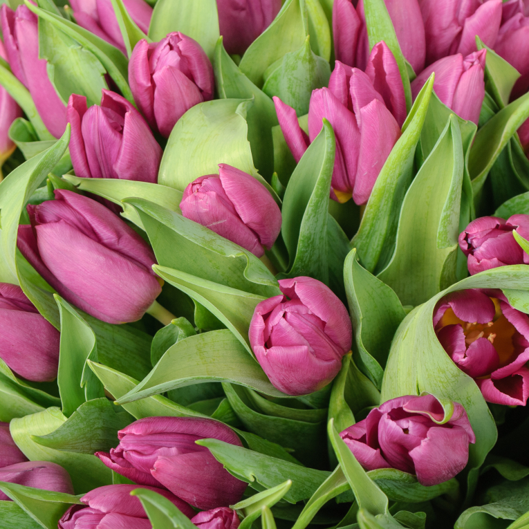 Букет 101 фиолетовый тюльпан