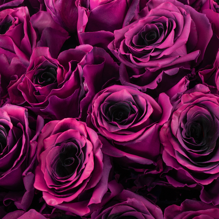 Букет 75 роз Одна любовь