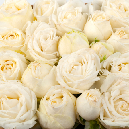 Композиция Песня сердца