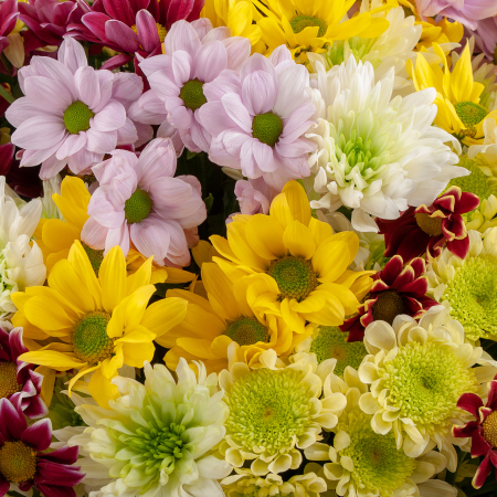 Букет 51 кустовой хризантемы