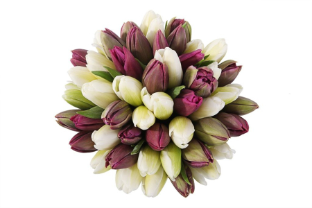 Букет 51 королевский тюльпан в коричневой коробке, бело-пурпурный микс