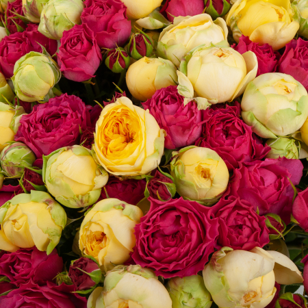 Букет из 51 розы Поцелуй Белоснежки