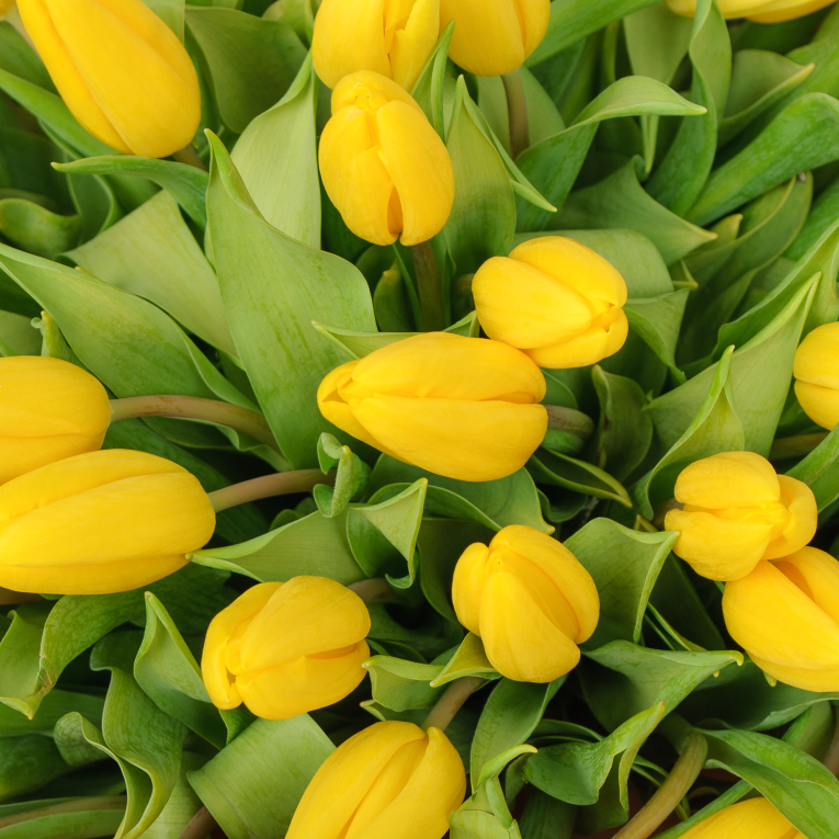 Букет 101 желтый тюльпан