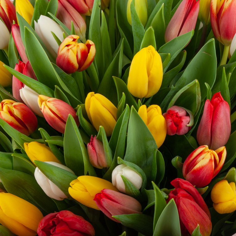 Букет 101 тюльпан Лучики солнца