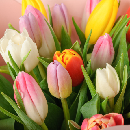 Букет 25 тюльпанов микс