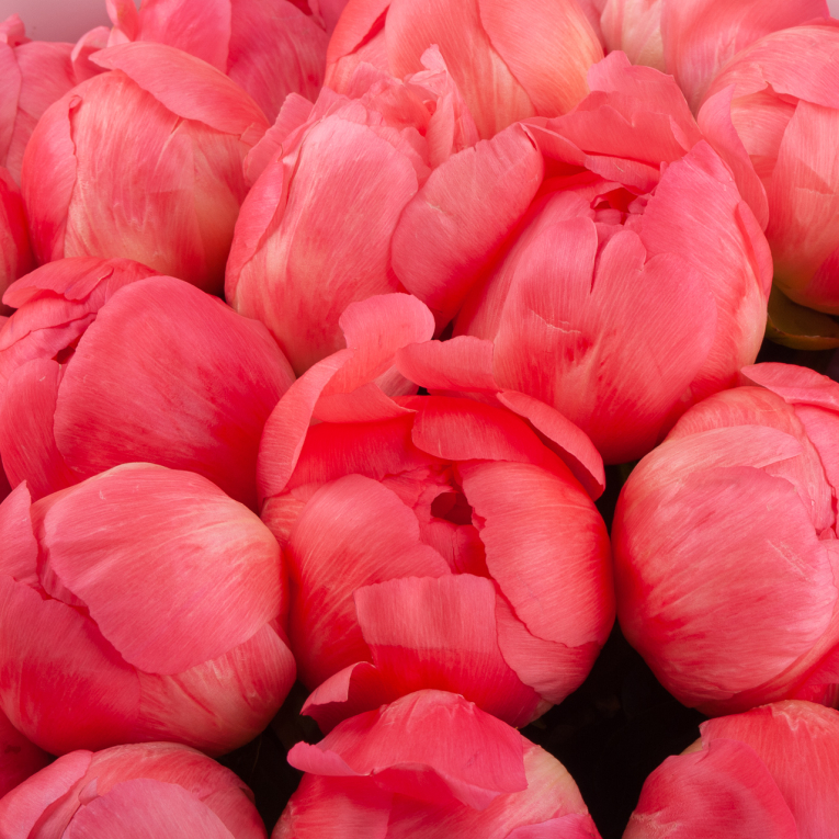 Букет из 25 пионов Летний сон