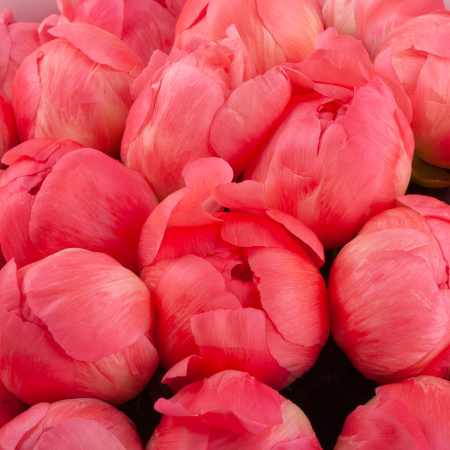 Букет из 25 пионов Летний сон