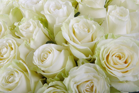 Букет 21 роза Мондиаль