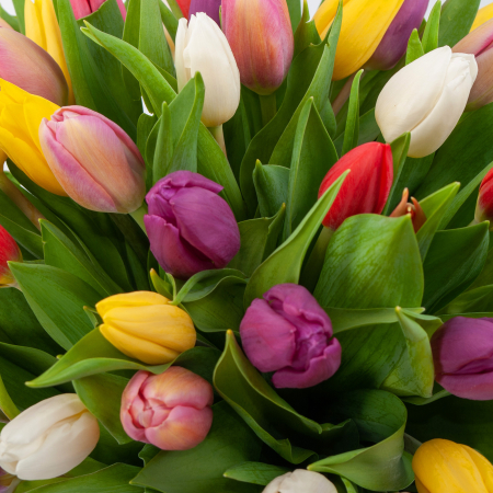 Букет 51 тюльпан в красной коробке Нежные объятия