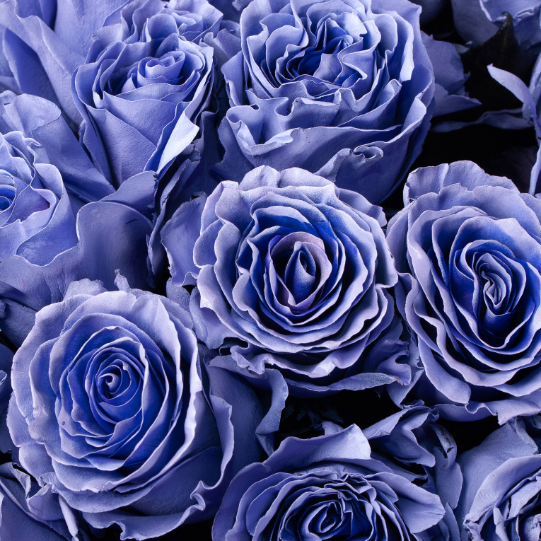 Букет 75 роз Сердце океана